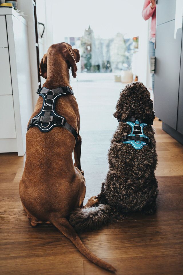 Honden en katten met HUNTER-accessoires (1/8)