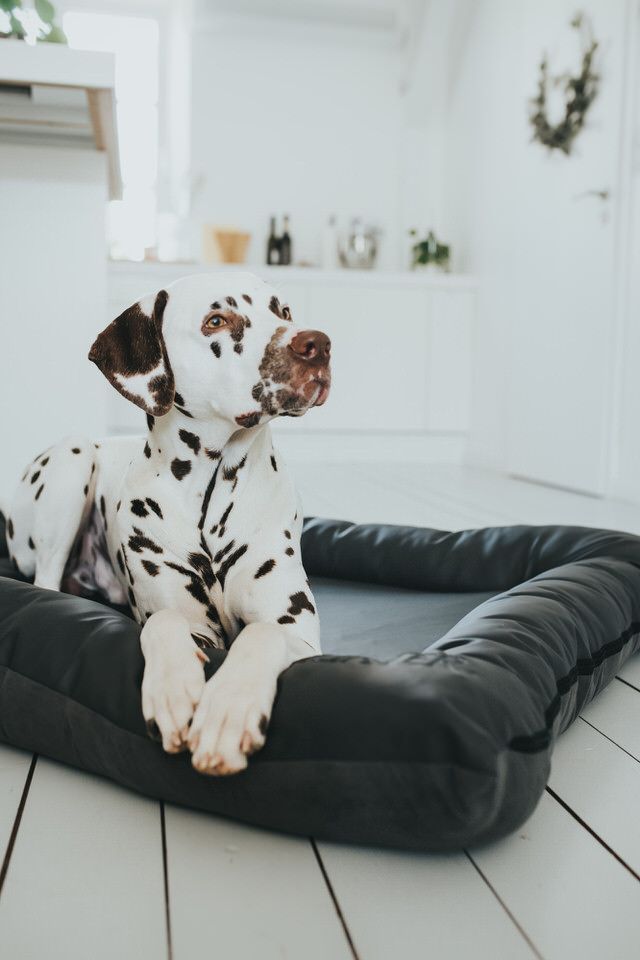 Honden en katten met HUNTER-accessoires (2/8)