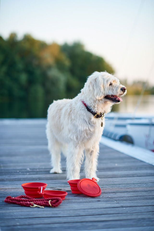 Honden en katten met HUNTER-accessoires (4/8)