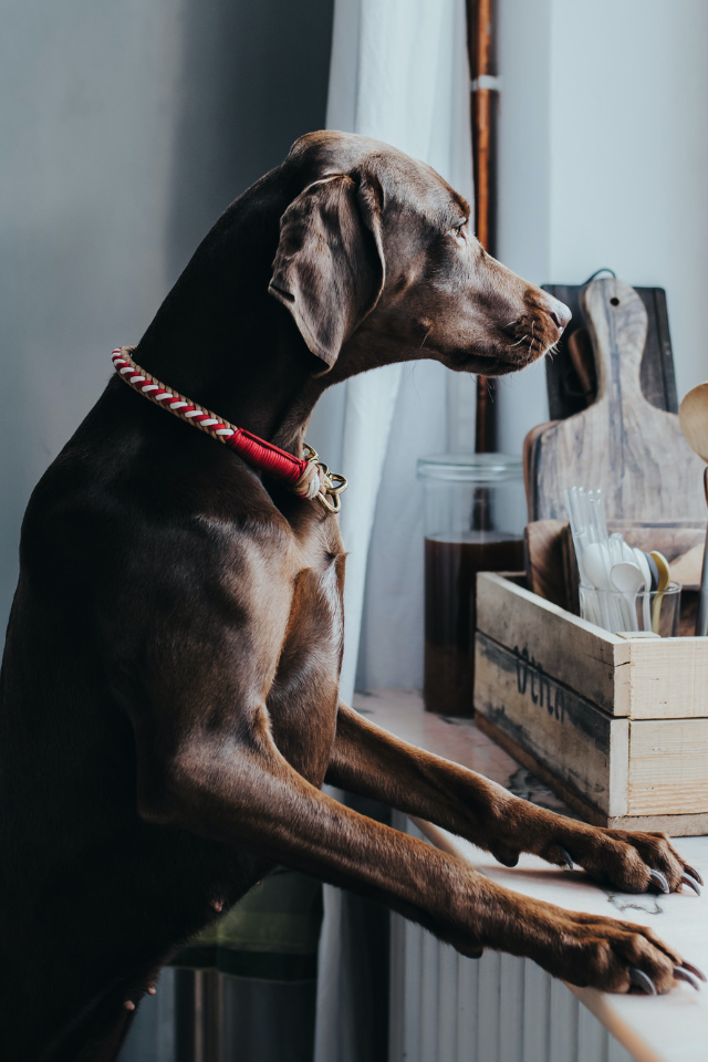 Honden en katten met HUNTER-accessoires (6/8)
