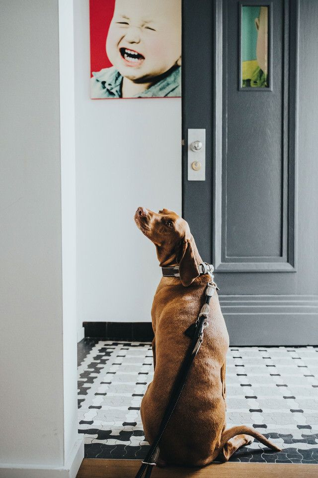 Honden en katten met HUNTER-accessoires (7/8)