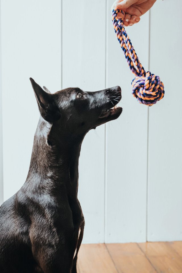 Honden en katten met HUNTER-accessoires (8/8)
