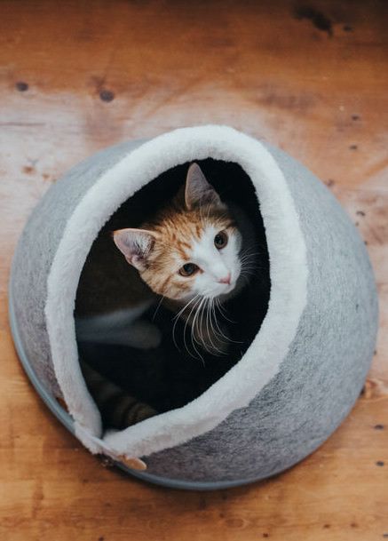 Kat slapend in een HUNTER-mand