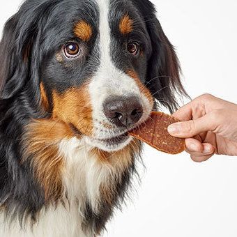 HUNTER snacks en beloningen voor honden