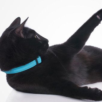 HUNTER halsbanden voor katten