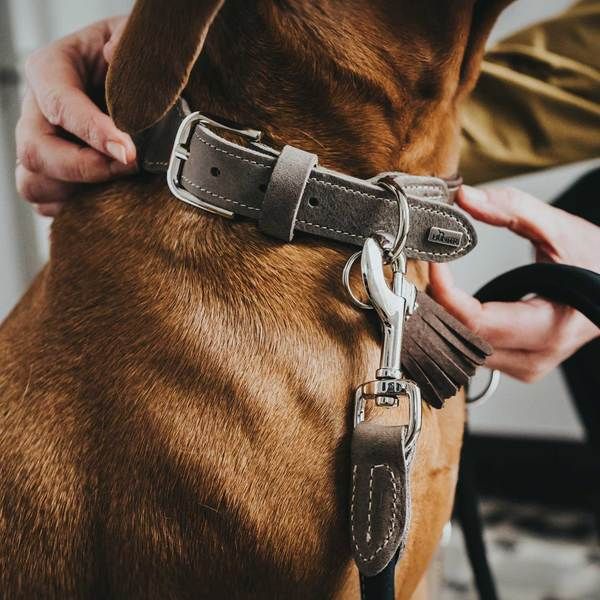 HUNTER halsbanden, harnassen en riemen voor honden