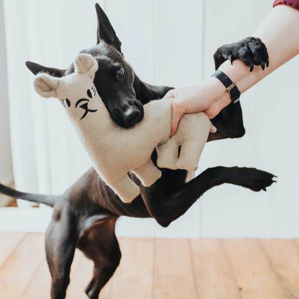 HUNTER speelgoed voor honden