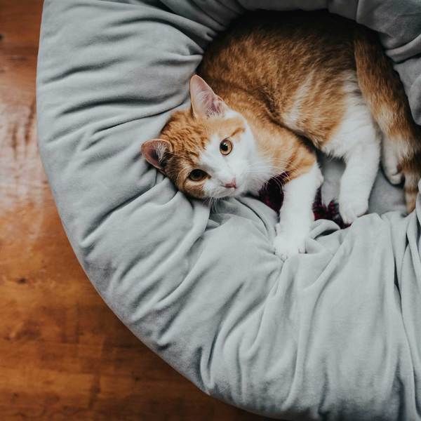 HUNTER manden en kussens voor katten