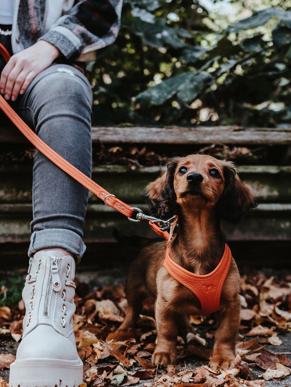 Teckel met een HUNTER-harnas en -riem